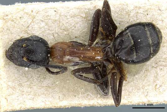 Plancia ëd Camponotus minozzii Emery 1920