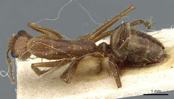 Image of Camponotus testaceus Emery 1894