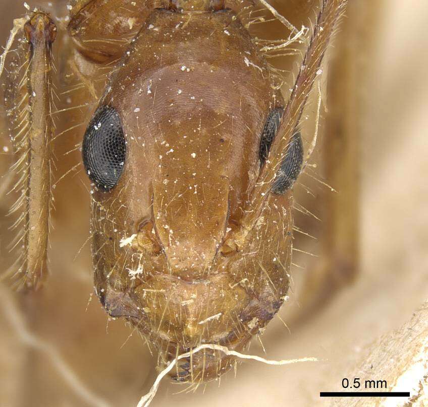 Image of Camponotus testaceus Emery 1894