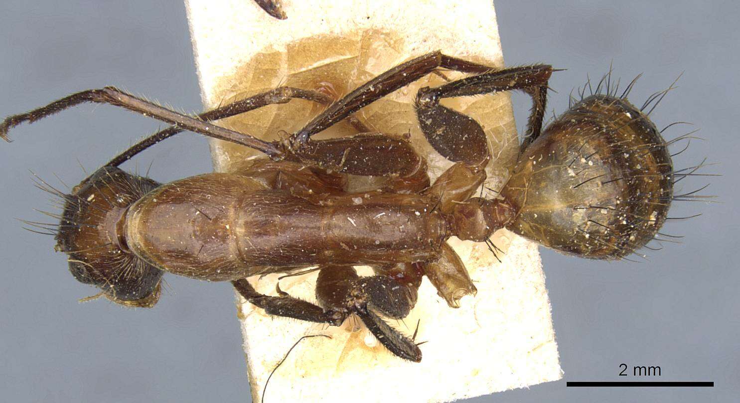 Image of Camponotus macrochaeta Emery 1903