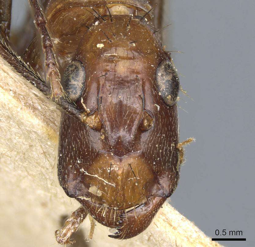 Image of Camponotus macrochaeta Emery 1903