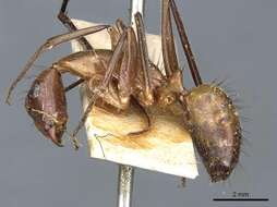 Image of Camponotus macrochaeta Emery 1903