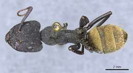 Image de Camponotus spinolae Roger 1863