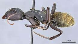 Image de Camponotus spinolae Roger 1863