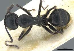 Image of Camponotus distinguendus (Spinola 1851)