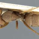 صورة Camponotus koseritzi Emery 1888