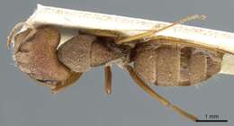 Image of Camponotus koseritzi Emery 1888