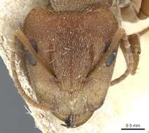 Image of Camponotus koseritzi Emery 1888