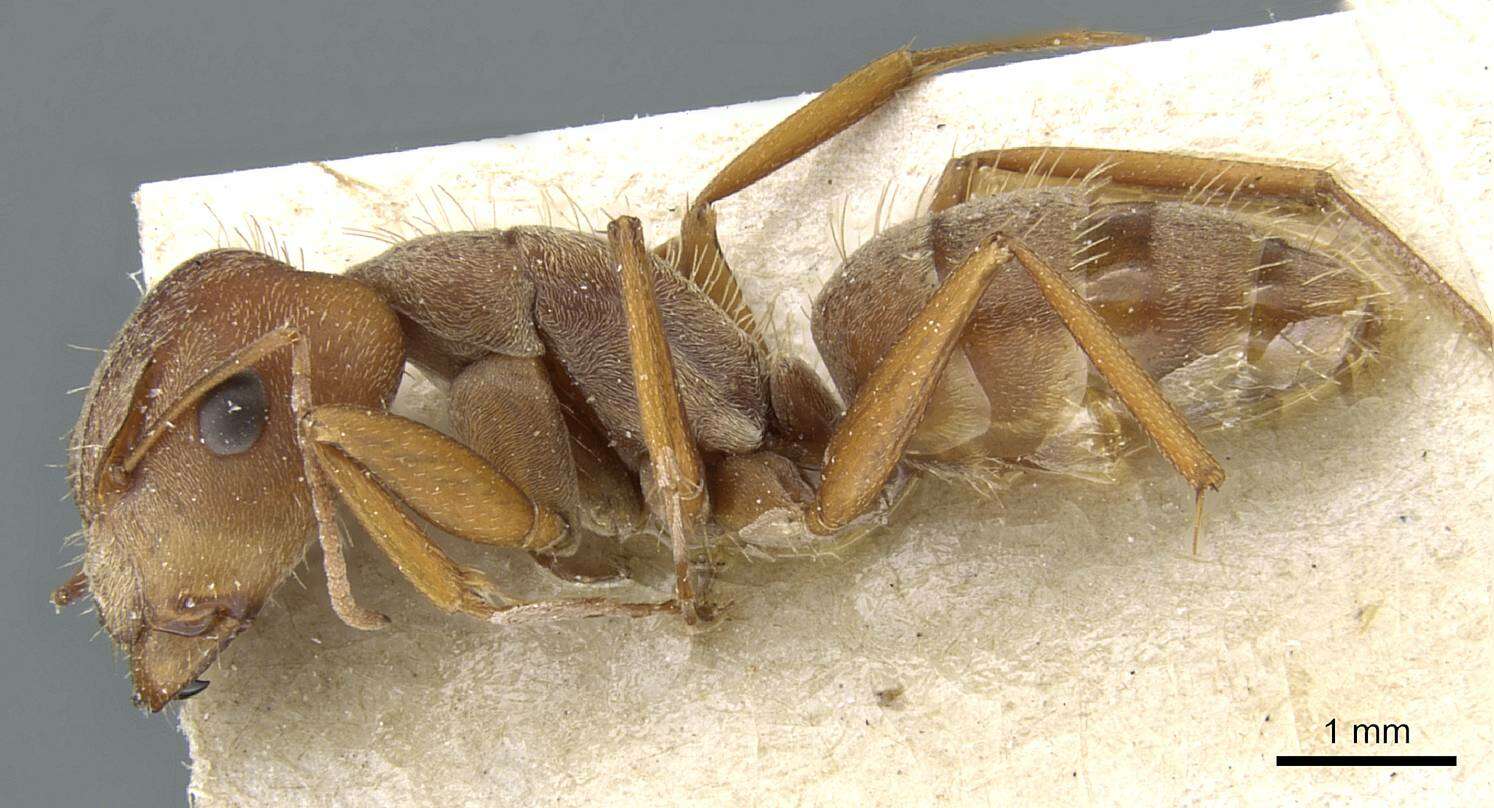 Image of Camponotus koseritzi Emery 1888