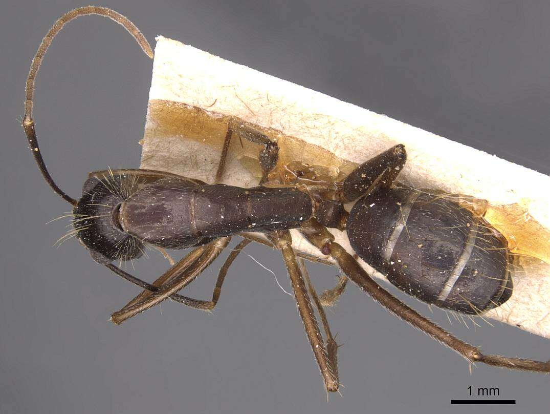 Imagem de Camponotus melanoticus Emery 1894