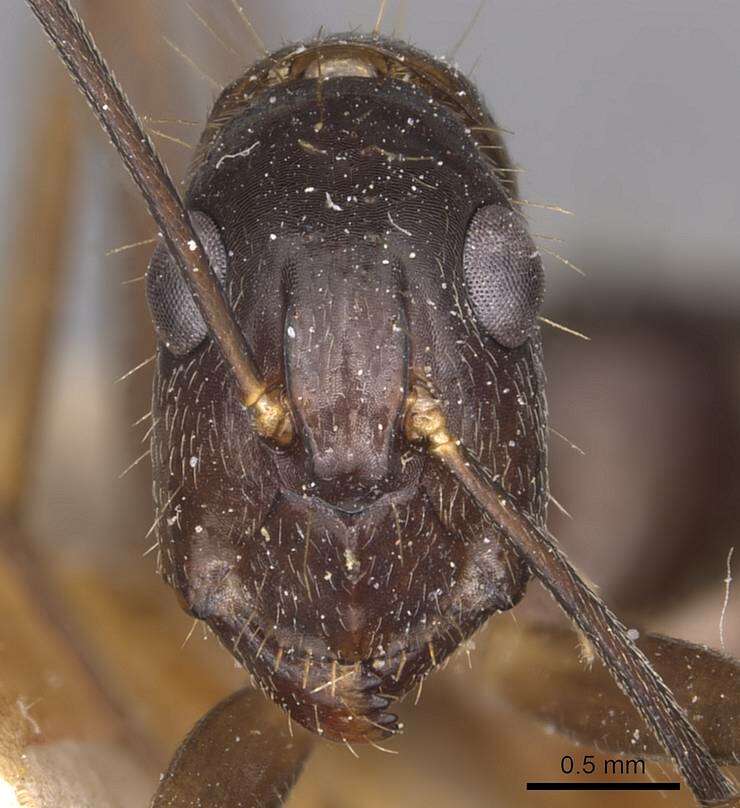 Imagem de Camponotus melanoticus Emery 1894