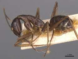 Imagem de Camponotus melanoticus Emery 1894