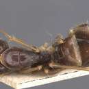 Image de Camponotus palpatus Emery 1897