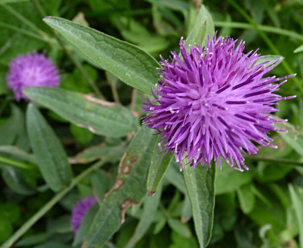 Centaurea nigra L. resmi