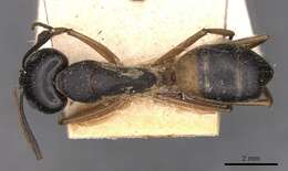 Plancia ëd Camponotus consobrinus (Erichson 1842)