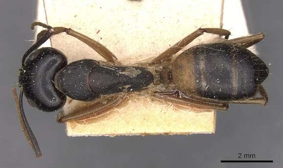 Plancia ëd Camponotus consobrinus (Erichson 1842)