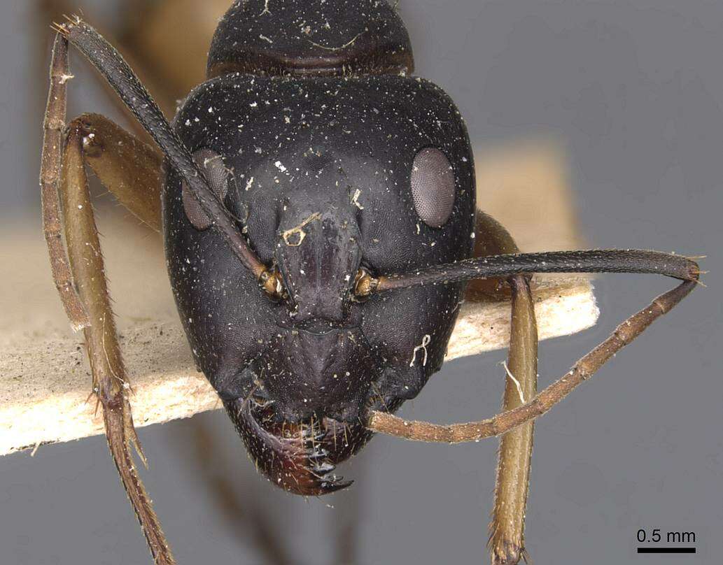 Plancia ëd Camponotus consobrinus (Erichson 1842)