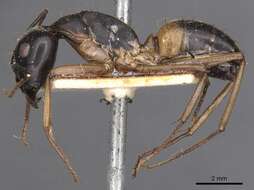 Plancia ëd Camponotus consobrinus (Erichson 1842)