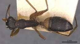 Plancia ëd Camponotus consobrinus (Erichson 1842)