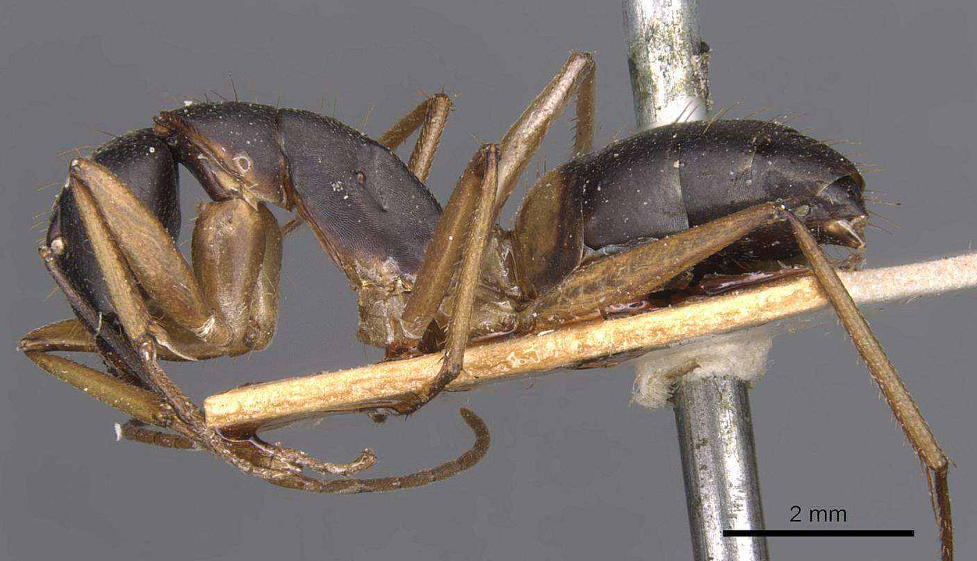 Plancia ëd Camponotus consobrinus (Erichson 1842)