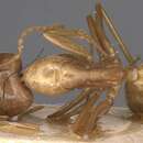 Image of Camponotus glabrisquamis Emery 1911