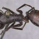 Image of Camponotus spinitarsus Emery 1920
