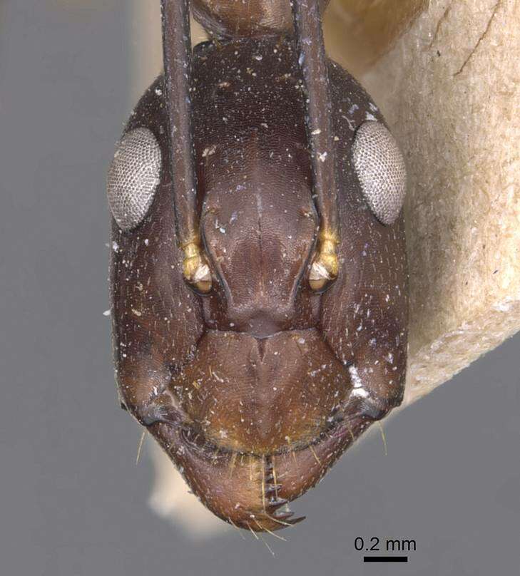 Image of Camponotus donisthorpei Emery 1920