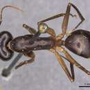 Image of Camponotus hastifer Emery 1911