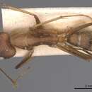 Image of Camponotus simoni Emery 1893