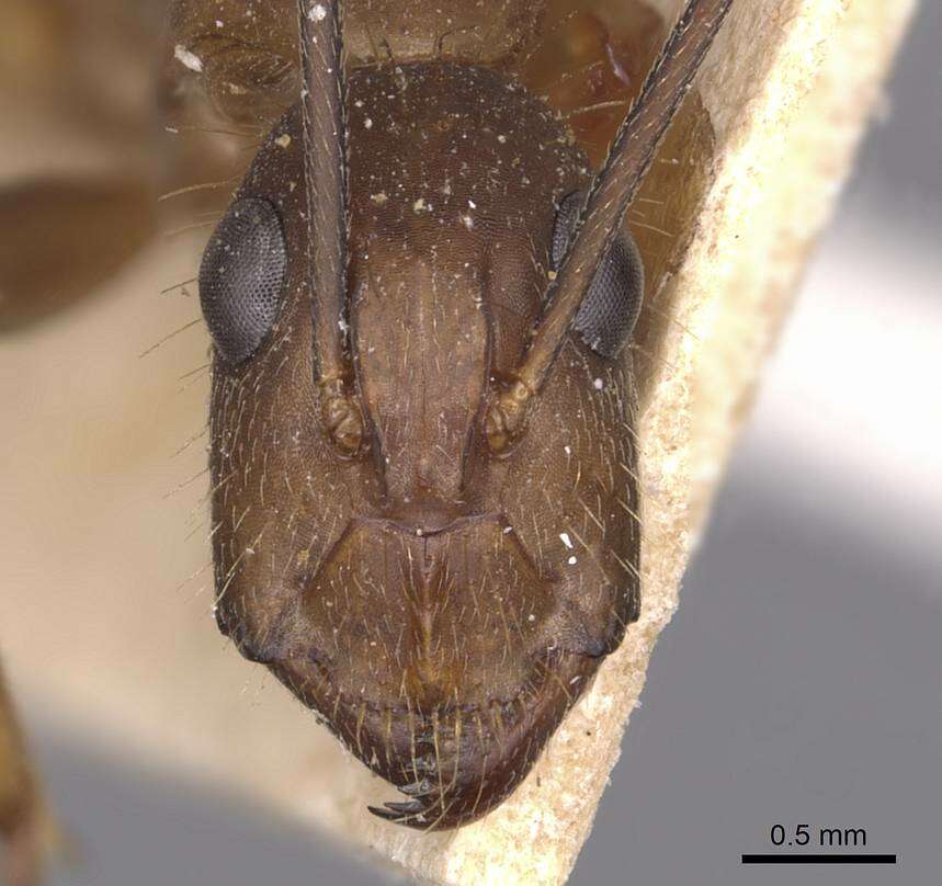 Image of Camponotus substitutus Emery 1894