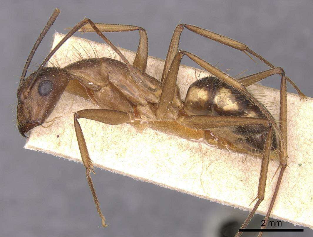 Image of Camponotus substitutus Emery 1894