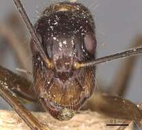 Imagem de Camponotus melanoticus Emery 1894