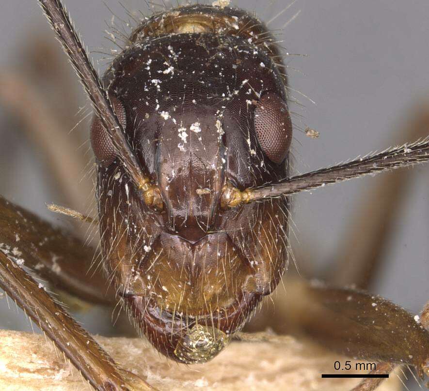 Imagem de Camponotus melanoticus Emery 1894