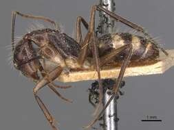 Imagem de Camponotus melanoticus Emery 1894