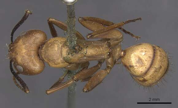 Image of Camponotus fuscocinctus Emery 1888