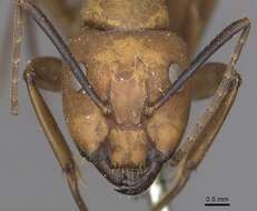 Image of Camponotus fuscocinctus Emery 1888