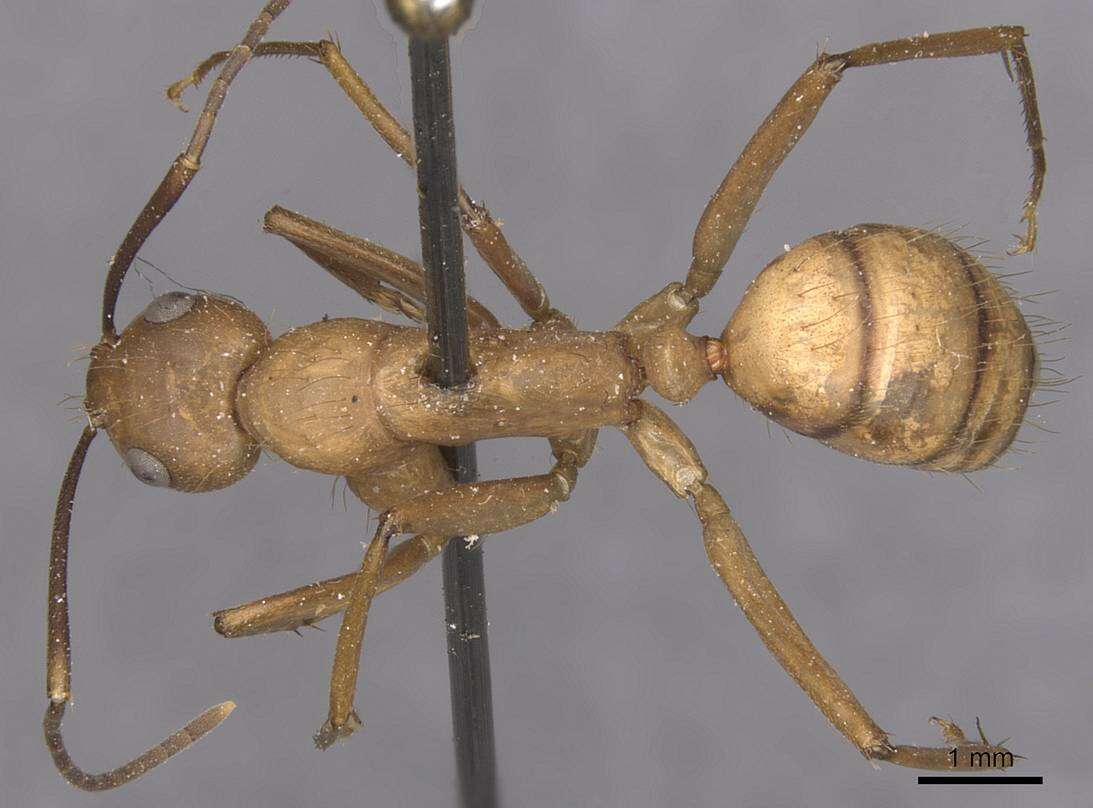 Image of Camponotus fuscocinctus Emery 1888