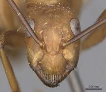 Image of Camponotus fuscocinctus Emery 1888