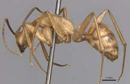 Image of Camponotus fuscocinctus Emery 1888