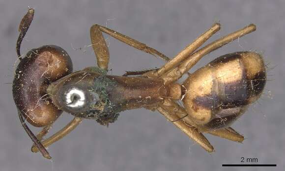 Image de Camponotus aegyptiacus Emery 1915