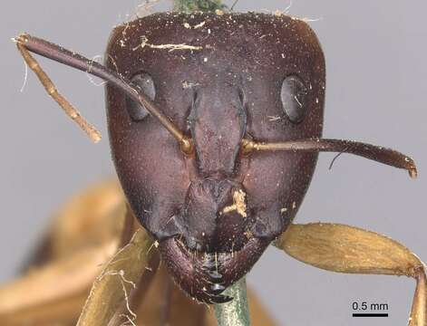 Plancia ëd Camponotus aegyptiacus Emery 1915