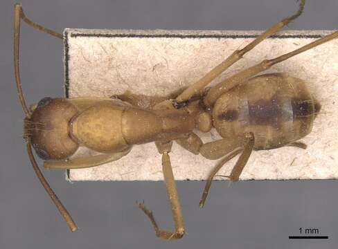 Image de Camponotus aegyptiacus Emery 1915