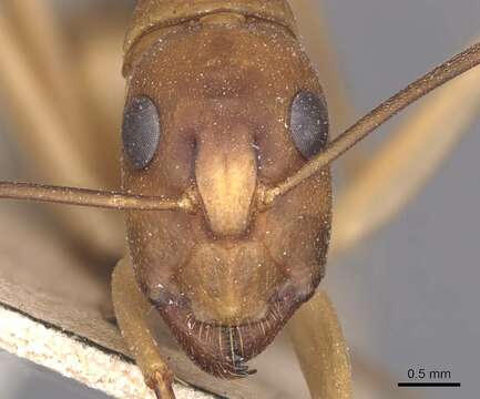 Image de Camponotus aegyptiacus Emery 1915