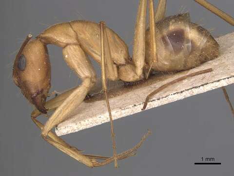 Image de Camponotus aegyptiacus Emery 1915