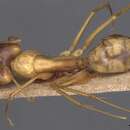 Imagem de Camponotus guttatus Emery 1899
