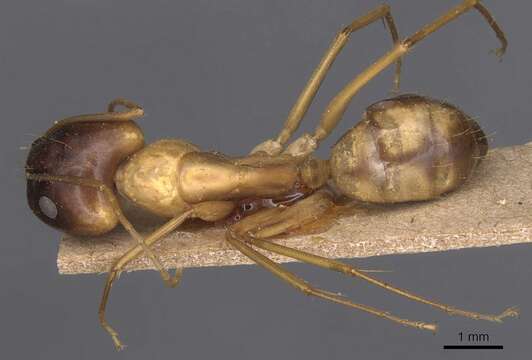 Image of Camponotus guttatus Emery 1899