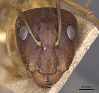 Imagem de Camponotus guttatus Emery 1899