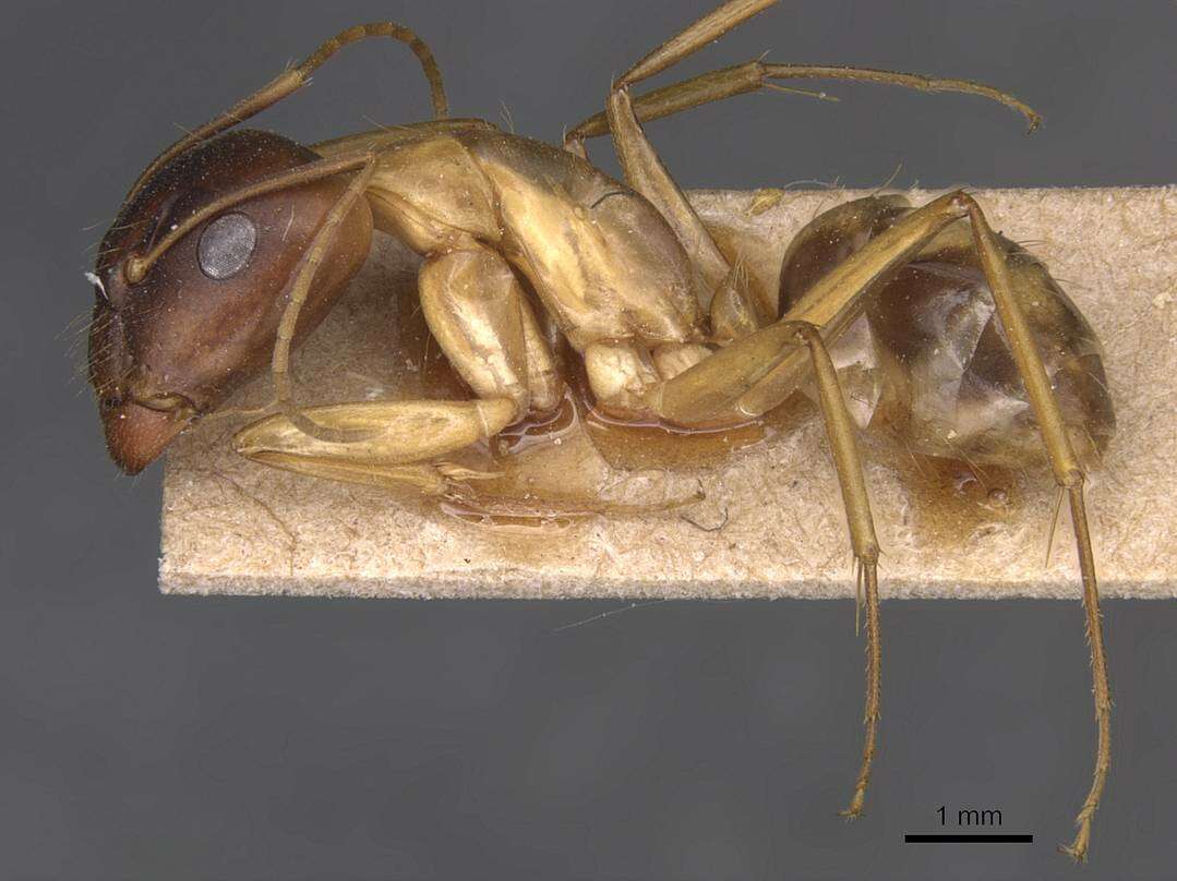 Imagem de Camponotus guttatus Emery 1899