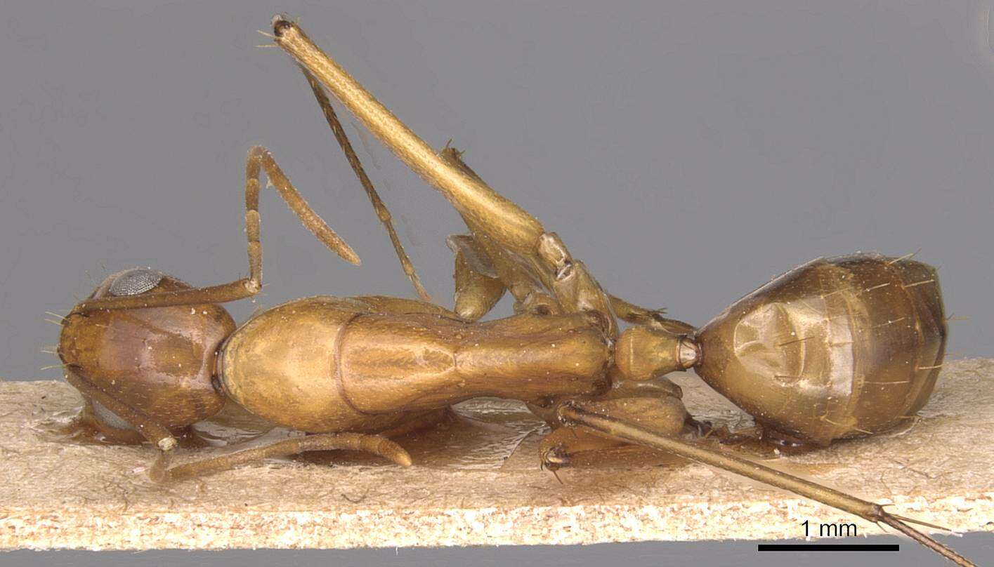 Imagem de Camponotus guttatus Emery 1899