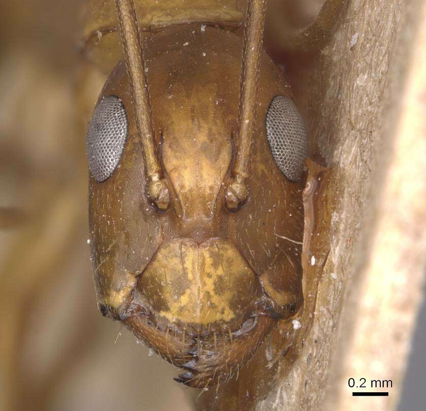 Imagem de Camponotus guttatus Emery 1899